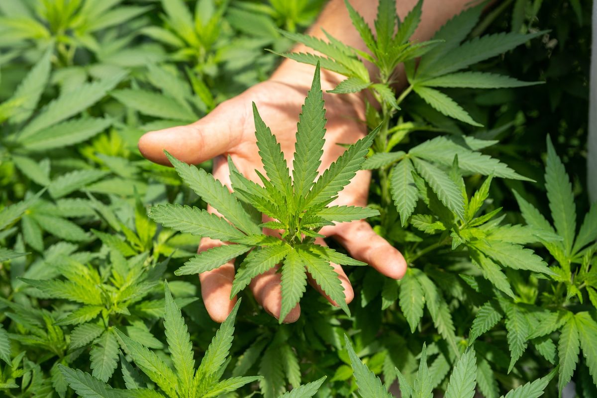 Someone holding cannabis plants in their hand